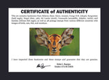 World Collectible Wildlife Set 50 Piece Collection of World Stamps